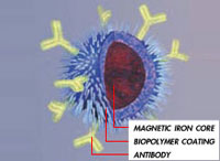 PHOTO — Experimental approach uses heated nanospheres to destroy cancer cells.