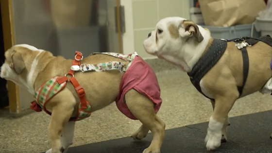 Spina Bifida Dogs 15 second clip