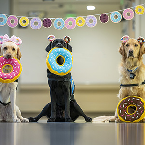 Dogs dressed as doughnuts