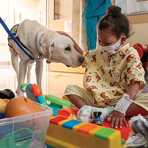 Facility dog Daniels provides support for children in the Pediatric Intensive Care Unit