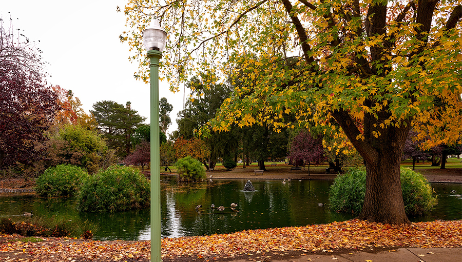 Fall in Sacramento's William Land Park