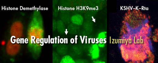 Izumiya Lab - Gene Regulation of Viruses