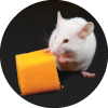Mouse eating cheese