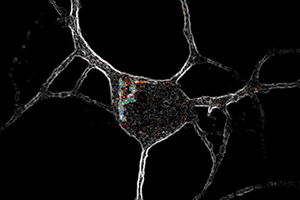 Colored dots show serotonin 2A (5-HT2A) receptor locations inside neurons.