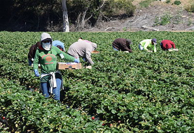 farmers in the field