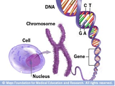 Genetics Overview - UC Davis Huntington's Disease Center of Excellence