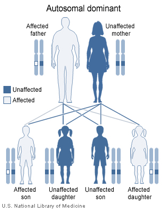 Inheritance of Huntington's Disease