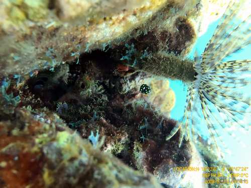 Baby Trunkfish by Fabrizio Saraceni