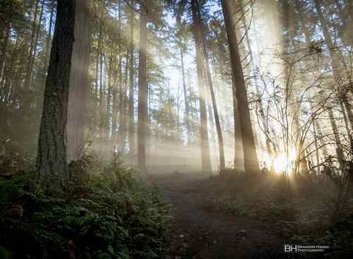 Rays by Brandon Hassid