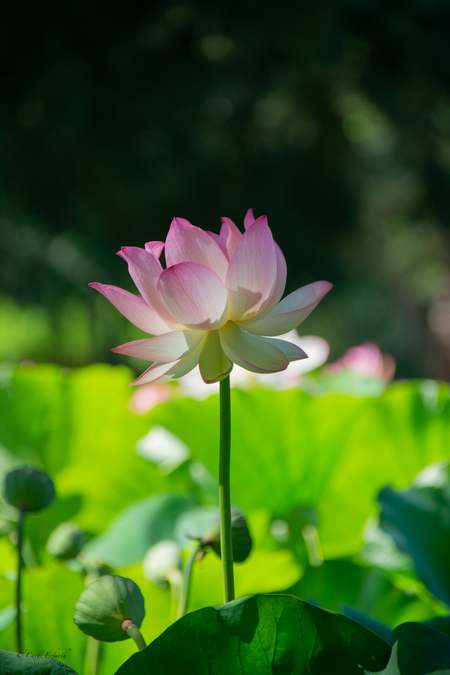 The Lotus Flower by Cathi Erfurth