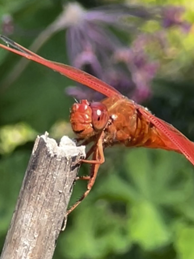 Happy Dragonfly by Alyssa Johnson