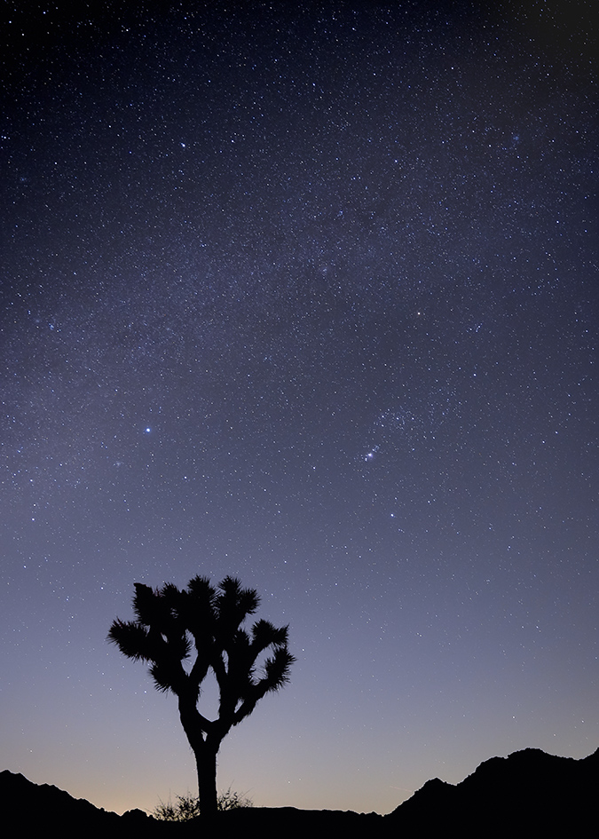 Joshua Tree at Night by Sarah Medeiros