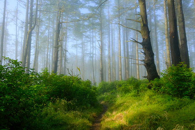 Sky Trail, Point Reyes by Andrionni Ribo