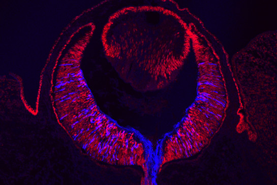 Brown lab research image
