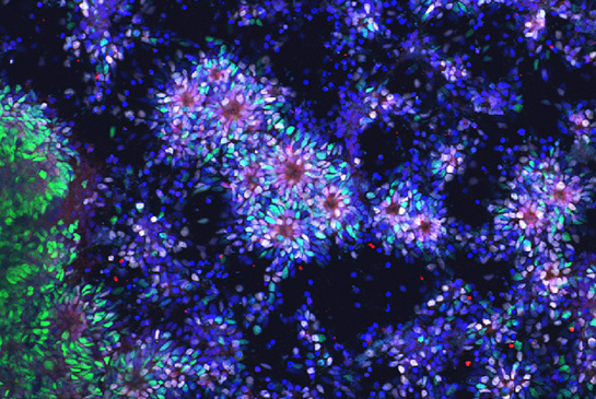 La Torre lab research image