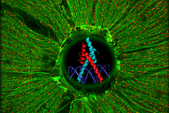 Glaser lab research image