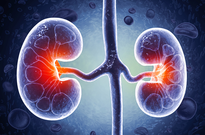 Illustration of two kidneys and surrounding blood vessels, highlighting kidney function and health.