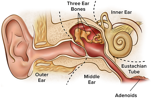 tubes in ears