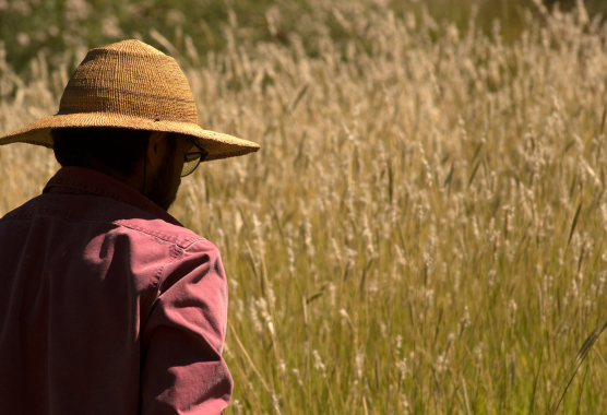 A person in a wide-brim straw hat and dark red shirt stands in tall grassy field.
