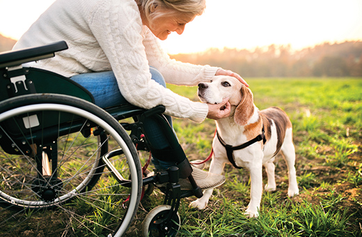 An older woman in a wheelchair bends over to pet a beagle.