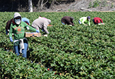 Los trabajadores agrícolas se beneficiarán con las pruebas gratuitas de COVID-19 en cuatro condados
