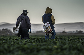 Farm workers are at higher risk for Valley fever. <em>Hector Amezcua, College of Agricultural and Environmental Sciences, UC Davis</em>