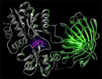 iSeroSnFR was created by fusing a serotonin binding protein to a green fluorescent protein. Credit: Liz Unger