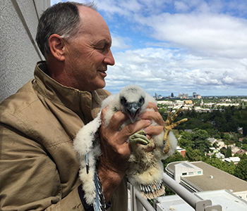 Bill Corbett, UC Davis Health’s in-house peregrine falcon expert, checks one of the chicks born during the 2019 season. 