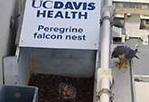 Mother falcon watches over her eggs
