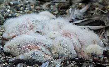 Here’s what the medical center’s 2019 newborn peregrine chicks looked like.