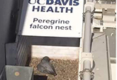 Mother peregrine in the nest on her eggs