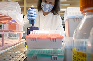 A staff member conducts research in the Segal Lab.