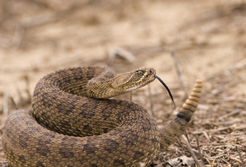 With hot weather comes rattlesnakes, and UC Davis Health experts have some tips on staying safe and avoiding snake bites.
