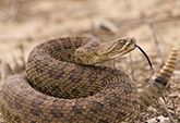 Close up of rattlesnake