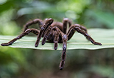 Modified venom from the Peruvian green velvet tarantula could help people with chronic pain.