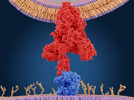 Das Spike-Protein vermittelt den Eintritt des Coronavirus in die Wirtszellen