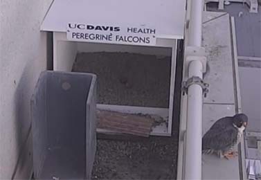 Eggs sitting in nest with falcon perched on ledge of building to the right of the nest
