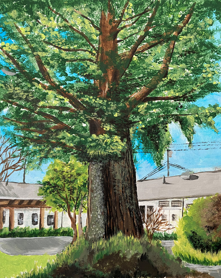 Color painting of a large, majestic redwood tree