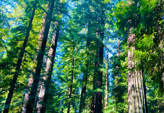 redwood trees in Humboldt County