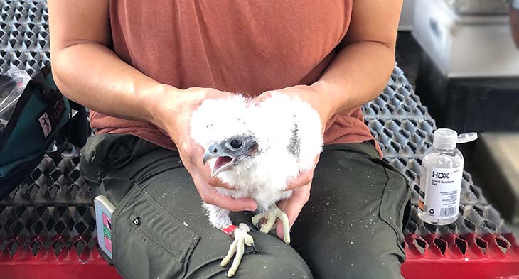 Falcon chick sitting in woman’s lap