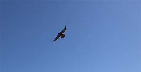 Peregrine falcon soaring with wings spread in the sky