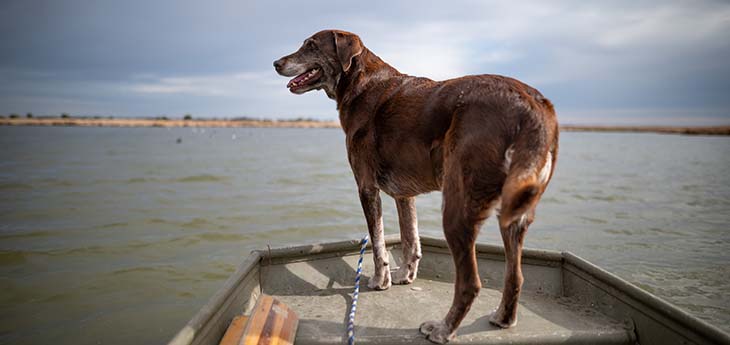 Josie on bow of boat