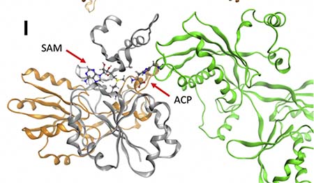Twisted gold and gray strands representing a DPH5 variant model interacting with the eEF2 model in green