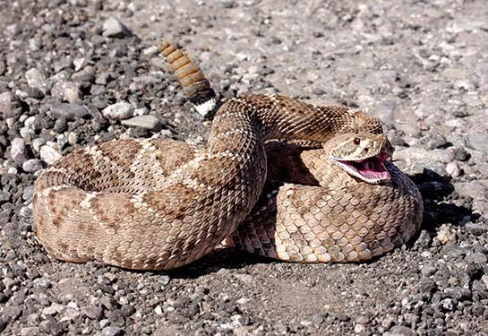 Brown rattlesnake curled up on rocks