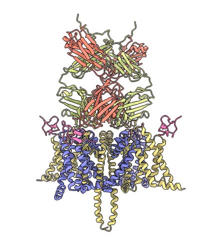 Squiggly lines in red, yellow, blue and pink represent a computer model of a complex protein.