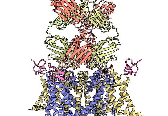 Squiggly lines in red, yellow, blue and pink represent a computer model of a complex protein.
