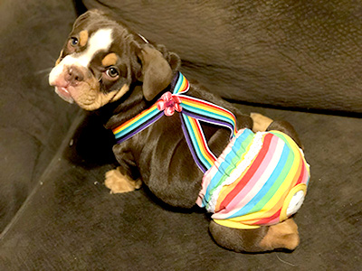 A tri-color (brown, tan and white) English bulldog sits on a dark brown couch wearing a rainbow diaper and suspenders. 