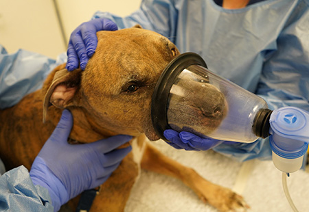 Un chien appelé Tyson, le patient cancéreux, avec un masque qui délivre un brouillard de traitement d'immunothérapie inhalée