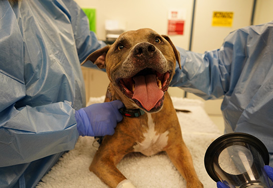 Tyson is a dog who is a cancer patient sitting on an examination table with a doctor on each side