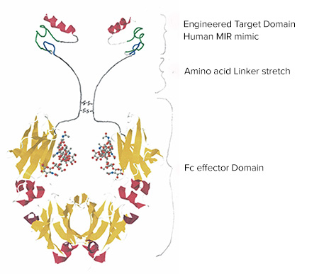 An illustration of two strands of amino acid chains in red, yellow, blue and green. 